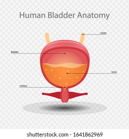 508 Bladder Neck Images, Stock Photos & Vectors | Shutterstock