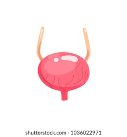Human bladder, internal organ anatomy vector Illustration on a white background