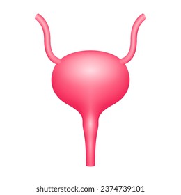 Human bladder internal organ anatomy model isolated on a white background. Medicine and science concept. 3D icon vector illustration. For advertisements about health care.