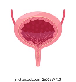 Bexiga humana, órgão interno do corpo humano. Anatomia da bexiga humana, sistema urinário. Ilustração vetorial.