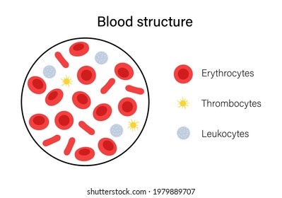 Estructura de células sanguíneas humanas bajo microscopio. Trombocitos, leucocitos y eritrocitos. Prueba de microbiología en laboratorio. Ilustración de vectores planos médicos aislados para clínicas, hospitales o educación