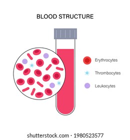 Struktur menschlicher Blutzellen unter Mikroskop. Thrombozyten, Leukozyten und Erythrozyten. Mikrobiologie-Test im Labor. Einzelne medizinische FlavVektorgrafik für Klinik, Krankenhaus oder Bildung