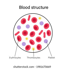 Estructura de células sanguíneas humanas bajo microscopio. Trombocitos, leucocitos y eritrocitos. Prueba de microbiología en laboratorio. Ilustración de vectores planos médicos aislados para clínicas, hospitales o educación