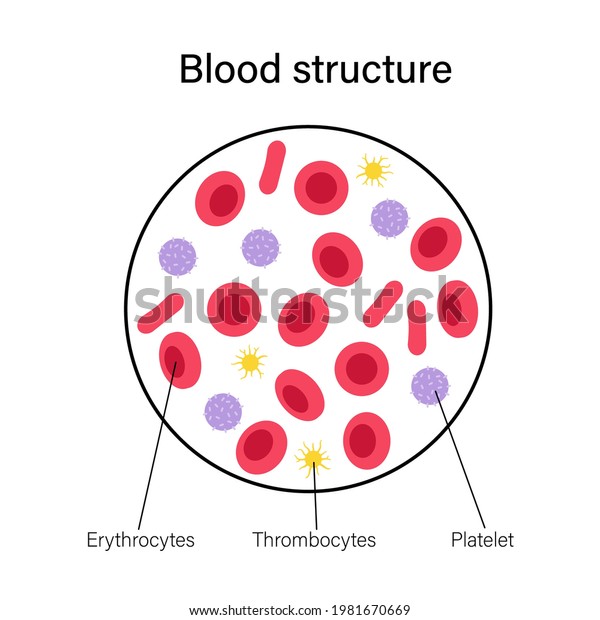 Estructura De Células Sanguíneas Humanas Bajo Vector De Stock Libre De Regalías 1981670669 3146