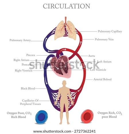Human Blood Circulation Diagram Showing Heart, Lungs and Pulmonary System with Oxygenated and Deoxygenated Blood Flow. Human Blood Circulation System Diagram.


