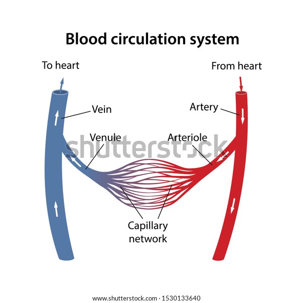 The human blood circulatory system. Diagram\
of the arterial and venous blood circulation with main parts\
labeled. Vector illustration in a flat\
style.