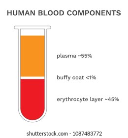 Human blood components. Fractioned blood in test tube. Vector.