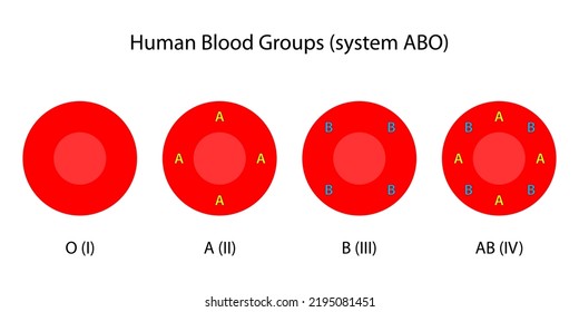 Human Blood Groups, ABO System