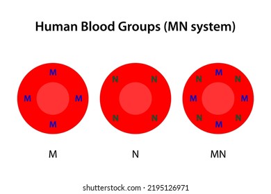 Human Blood Groups, MN System