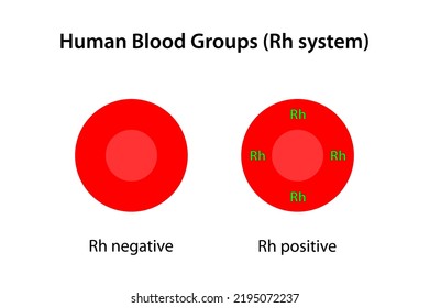 Human Blood Groups, Rh System