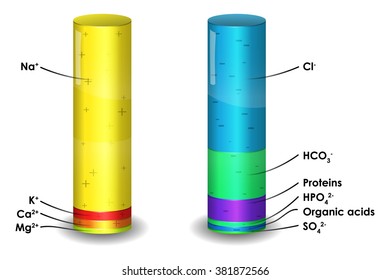 Human Blood Plasma Ion Composition