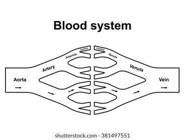 Human Blood System Consisting Of Veins And Arteries