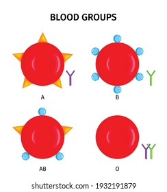 912 Blood Group Ab Images, Stock Photos & Vectors | Shutterstock