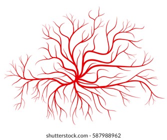 Human blood veins, red vessels vector illustration