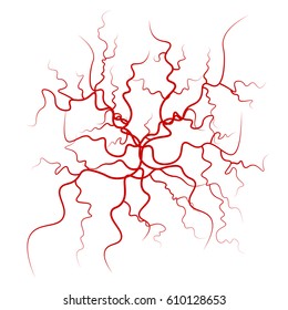 Human Blood Veins Vector. Red Vessels Illustration