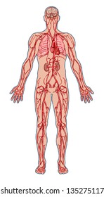 Human Bloodstream Didactic Board Anatomy Blood Stock Vector (royalty 