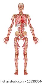 Human bloodstream - didactic board of anatomy of blood system of human circulation sanguine, cardiovascular, vascular and arterial system