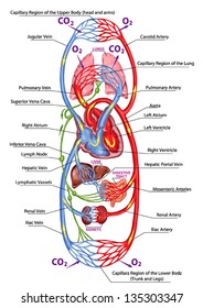 Human bloodstream - didactic board of anatomy of blood system of human circulation, sanguine and cardiovascular system