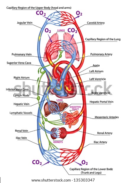 Human\
bloodstream - didactic board of anatomy of blood system of human\
circulation, sanguine and cardiovascular\
system