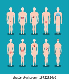 human bodies organs anatomy set