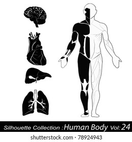 Human body