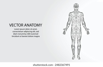 Cuerpo humano. Abstractas Vector. Anatomía digital, Tecnología médica, Estructura muscular, Innovación en salud, Modelo 3D, Biotecnología de ADN, Sistema corporal, Medicina de Ciencia, Concepto de anatomía saludable
