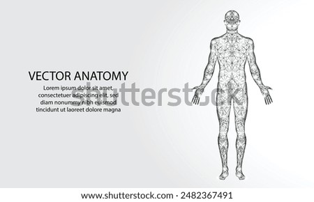 Human body. Abstract vector. Digital anatomy, Medical technology, Muscle structure, Health innovation, 3D model, DNA biotechnology, Body system, Science medicine, Healthy anatomy concept

