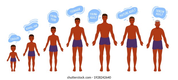 The human body aging process. A person aging, getting old. Man anatomy. Growth of people's bodies. A vector cartoon illustration.
