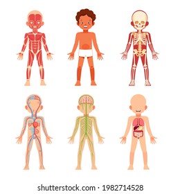 Human body anatomy biology systems anatomical chart icon. African American boy skeleton, veins system, and muscle brain organs physiology medicine healthcare colorful vector cartoon illustration.