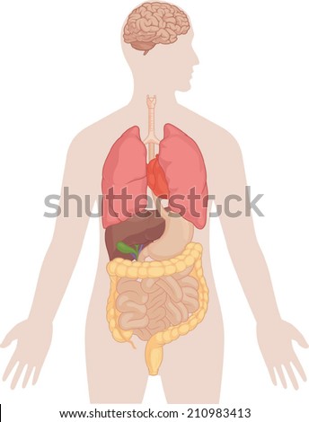 Human Body Anatomy - Brain, Lungs, Heart, Liver, Intestines