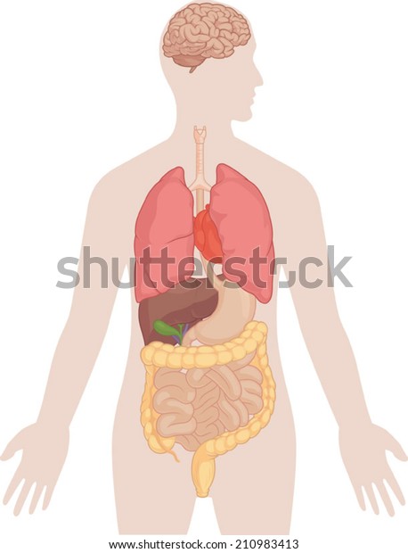 人体解剖学 脑 肺 心脏 肝 肠库存矢量图 免版税