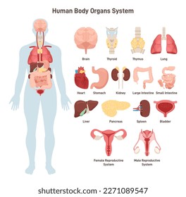 Human body anatomy. Cardiovascular, respiratory, digestive, urinary, endocrine and lymphatic systems organs. Biology and physiology educational banner. Flat vector illustration