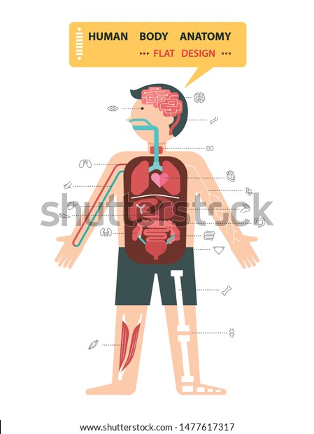 Human Body Anatomy Cartoon Organ Icon Stock Vector Royalty Free