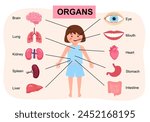 Human body anatomy, child medical organs system. Girl body internal organs. Medical human anatomy for children, cartoon child organ set.