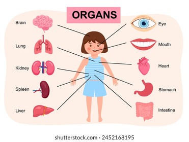 Human body anatomy, child medical organs system. Girl body internal organs. Medical human anatomy for children, cartoon child organ set.