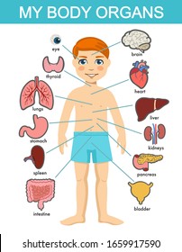 Human Body Anatomy, Child Vector Medical Organs System. Boy Body Internal Organs. Medical Human Anatomy For Children, Cartoon Child Organ Set. Kid Viscera Systems Diagram Isolated On White Background.