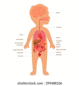 Human Body Anatomy,  Child Vector Medical Organs System, 