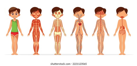 Human body anatomy flat design  illustration