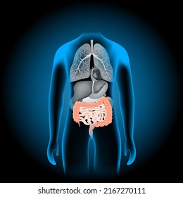 Human Body Anatomy Gastrointestinal Tract Digestive Stock Vector ...