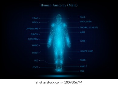 human body anatomy glowing blue in the dark background as medical, science and technology concept. vector illustration.