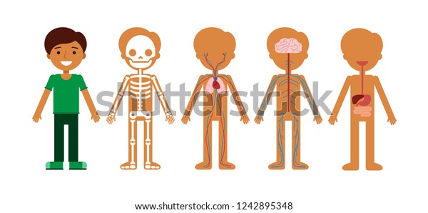 Human Body Anatomy Indian Character Boy Stock Vector (Royalty Free ...