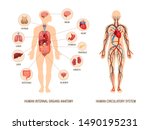 Human body anatomy infographic of structure of human organs: thyroid, brain, heart, stomach, kidneys, liver, lungs. Visual scheme circulatory system. Biology icons images names organs vector