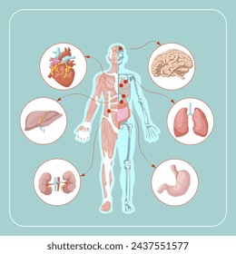 Human body anatomy infographic of structure of human organs vector illustration