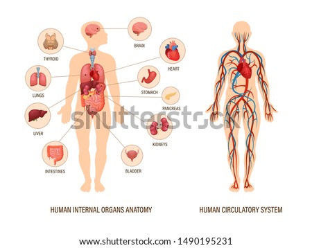 Human body anatomy infographic of structure of human organs: thyroid, brain, heart, stomach, kidneys, liver, lungs. Visual scheme circulatory system. Biology icons images names organs vector