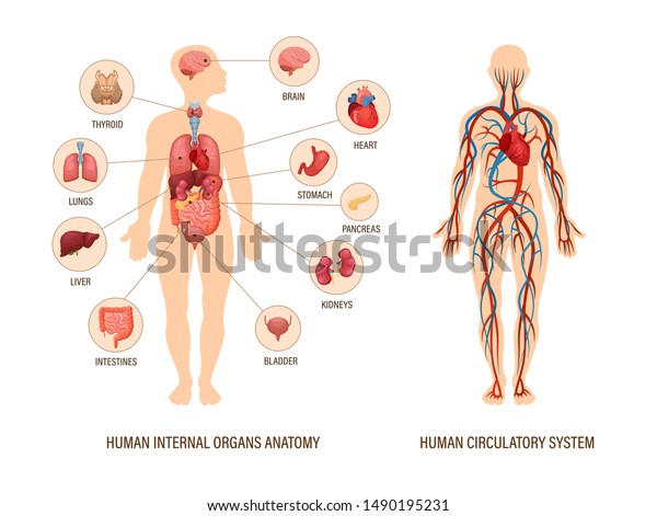 人間の臓器構造の人体解剖図 甲状腺 脳 心臓 胃 腎臓 肝臓 肺 視覚系循環系 生物学のアイコン画像は器官のベクター画像を示します のベクター画像素材 ロイヤリティフリー