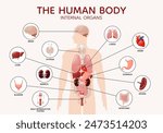 Human body anatomy internal organs and parts diagram poster