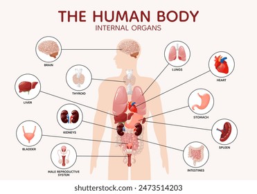 Human body anatomy internal organs and parts diagram poster