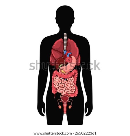 Human body anatomy internal organs and parts diagram. lungs, intestines, stomach, pancreas, heart, liver, kidney, bladder, testicles, penis. vector illustration isolated on white background