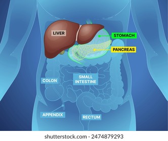 Human body anatomy. Human liver. Human anatomy for kids. Healthcare illustration. Vector illustration.