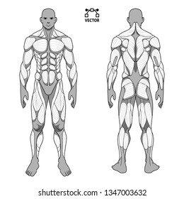 human body anatomy male man , front and back muscular system of muscles . flat medical scheme poster of training healthcare gym , vector illustration